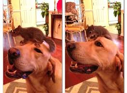 Lab with squirrel on his head