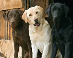 Chocolate, Yellow & Black Labradors