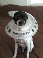 Ladybug wearing BooBooLoon Inflatable Collar
