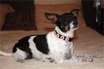 Ladybug wearing Snap Collar