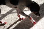 Ladybug in her Power Paws socks