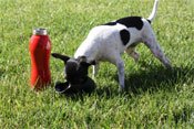 Ladybug with Stainless Steel Dog Bottle