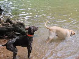 Dogs Swimming in Lake