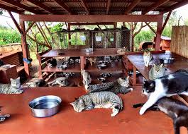 Lanai Cat Sanctuary