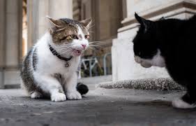 Larry and Palmerston