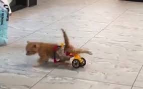 Kitten in Lego Wheelchair
