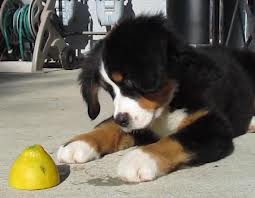 Puppy with lemon