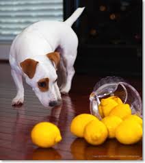 Dog with lemons   