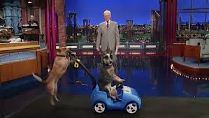 Dogs doing tricks on the Letterman Show