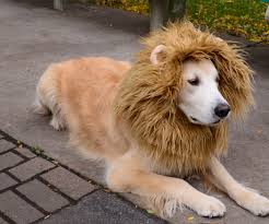 Lion Mane Dog Costume