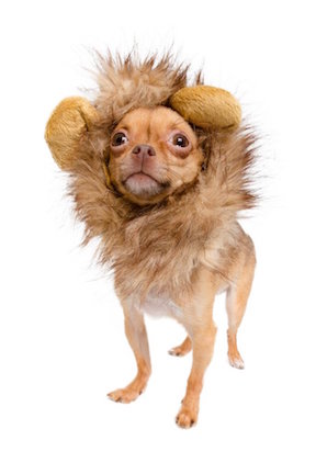 Dog in Lion Costume