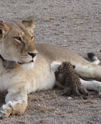 Lion with Baby Leopard
