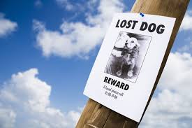Lost Dog Flyer