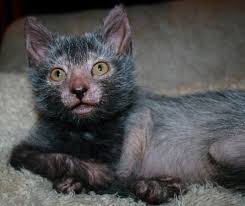 Lykoi