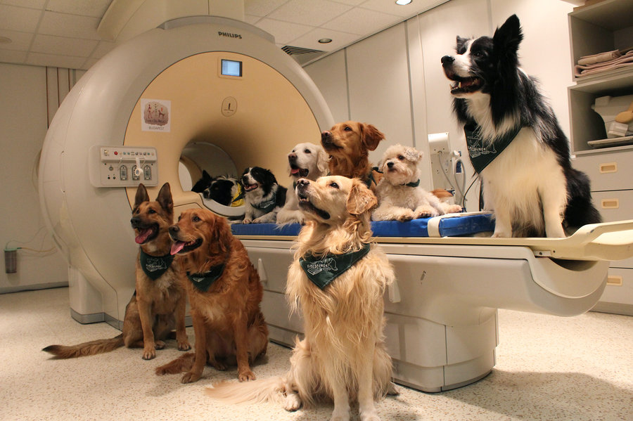 Dogs in MRI
