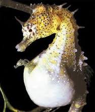 Pregnant Male Seahorse
