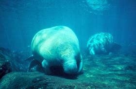 Manatees