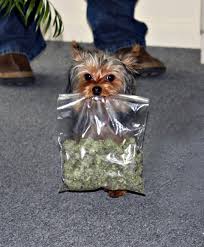 Yorkie with bag of mariuana