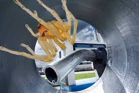 Spider in gas tank