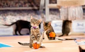 Meow Madness Kitten Basketball Championship