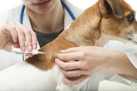 Dog Being Microchipped