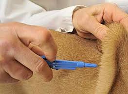 Dog Being Microchipped