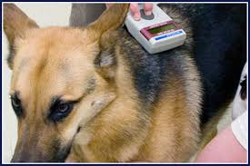 Microchip Scan