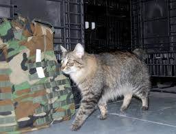 Military Cat