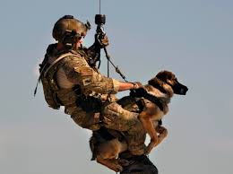 Military Dog