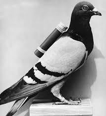 Military Pigeon