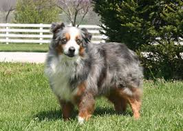 Miniature American Shepherd