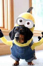 Minion Dog Costume