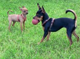 Miniature Pinscher with ball