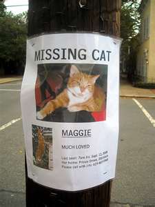 Missing Cat Flyer