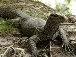 Monitor Lizard