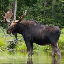 Moose