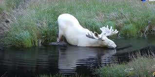 White Moose