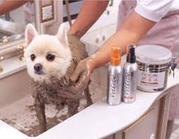 Dog Receiving Mud Bath