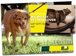 My Big Fat Pet Makeover Show