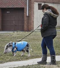 Pig being walked in New York