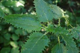 New Zealand Nettle Tree