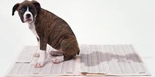 Dog urinating on newspaper