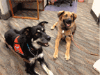 OSU Therapy Dogs