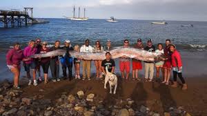 Oarfish