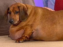 Obie the Dachshund at 77 pounds