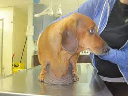 Obie with loose skin after loosing 40 pounds