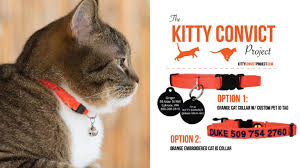 Kitty Convict Cat Wearing Orange Collar