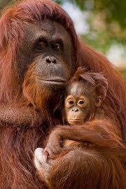 Orangutans