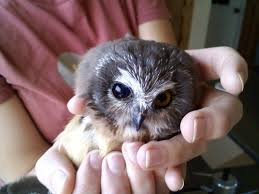 Injured Owl