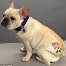 Dog with flower temporary tattoo